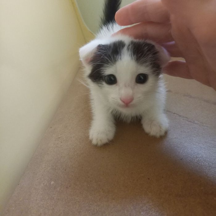 Вислоухий котёнок 1,2 мес мальчики
