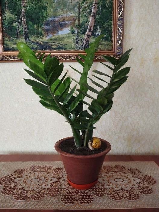 Продам Замиокулькас