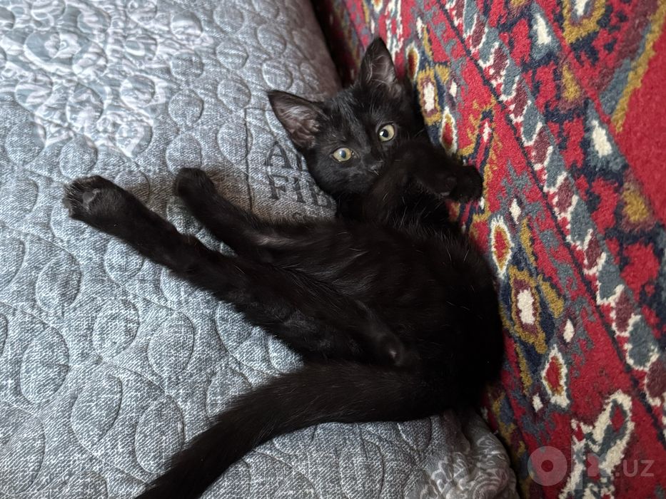 Котенок девочка в добрые руки