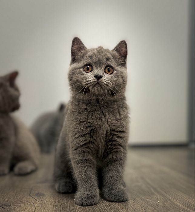 British shorthair blue