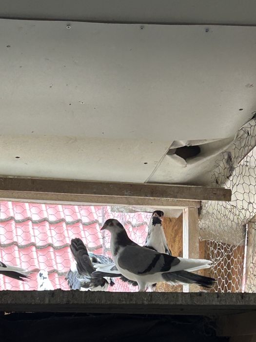 Porumbei Jucatori de Galati