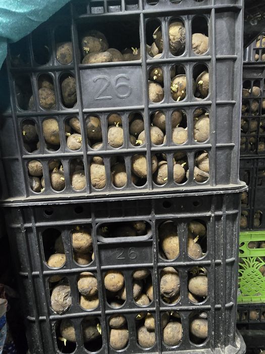 Urug'lik kartoshka 8000