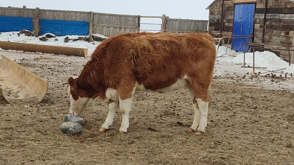 КРС, корова, сиыр