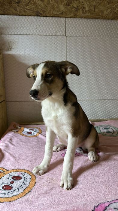 Ищу дом  щенкам королевских кровей