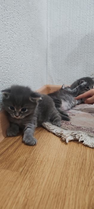 Продам британских котят