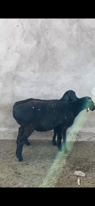 Арашан гиссар саулық қойлар