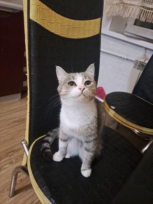 кошку в добрые руки