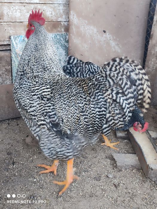 Разплодни яйца от Амрок