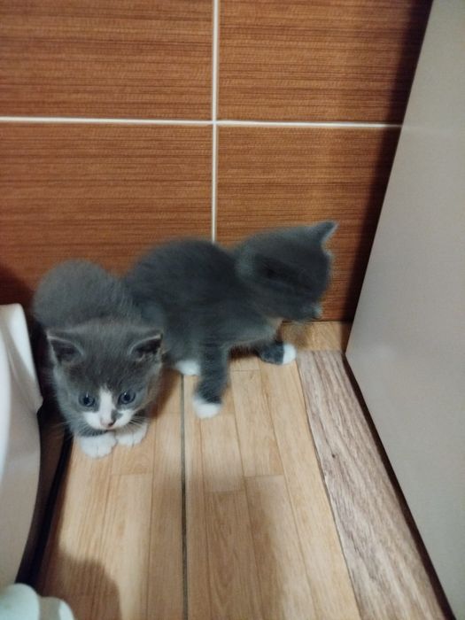 Отдам в добрые руки