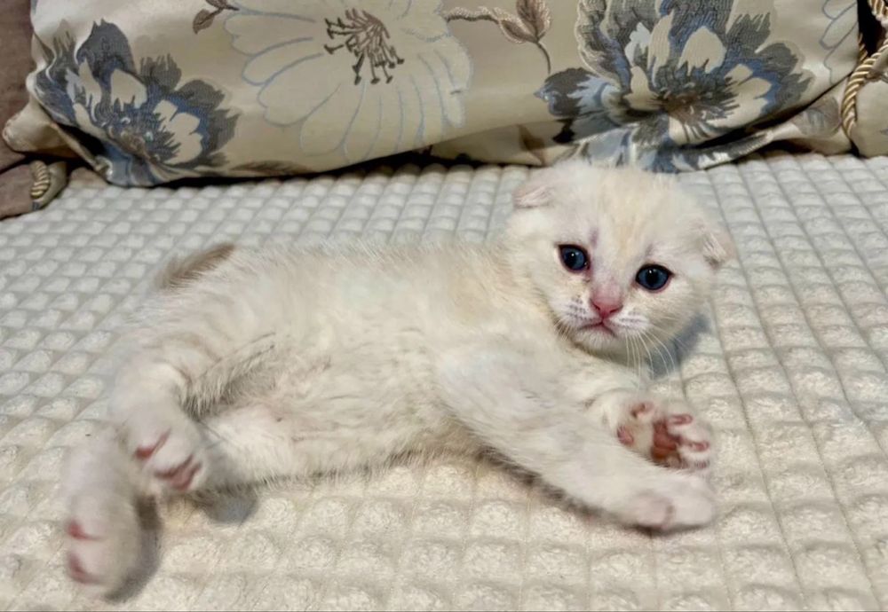 Шотланский вислоухий котенок