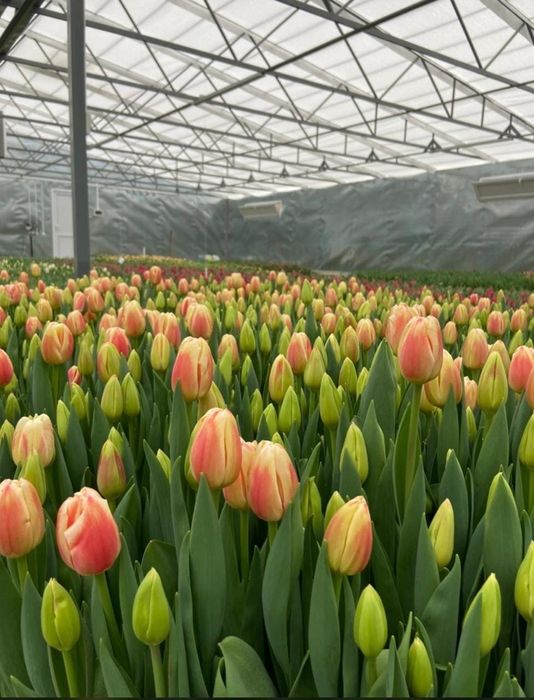 Луковицы тюльпаны оптом акция