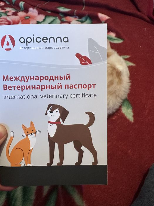 Шиншила Британская