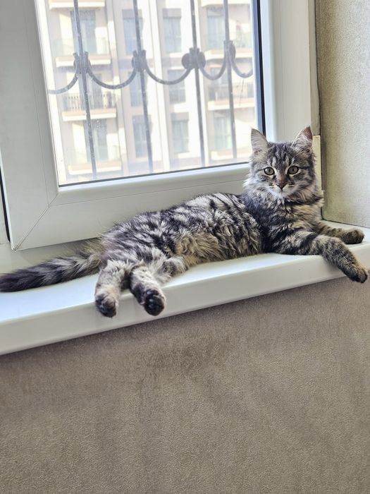 Котенок Пуша в поисках семьи! Ташкент!