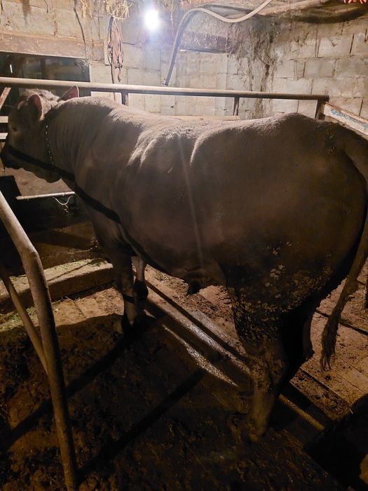 Продам    быка  .