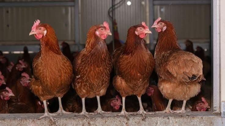 Găini ouătoare 15 lei bucata