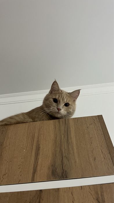 Отдам котика в добрые руки
