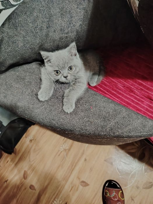 Британская красавица