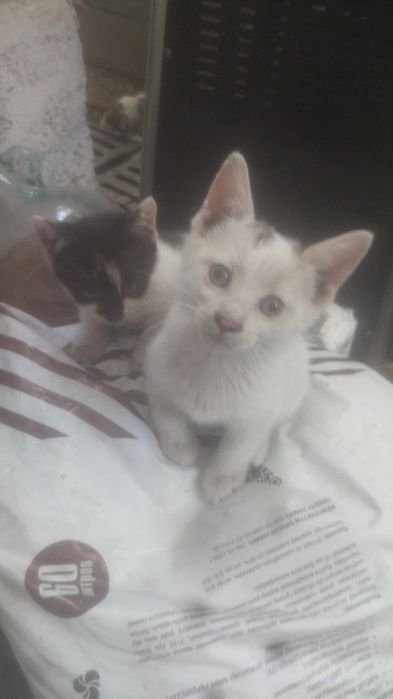 Котята, отдам в хорошие руки