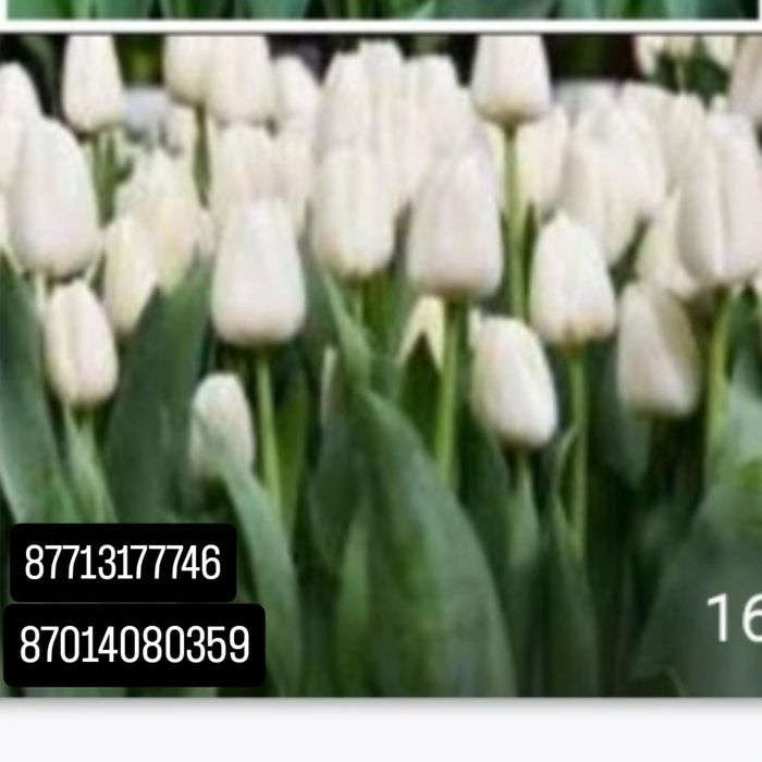 Тюльпаны большой выбор 550