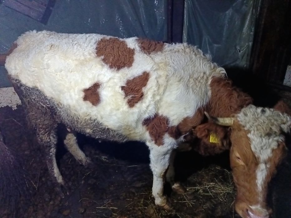 Vând 2  vaci de patru ani