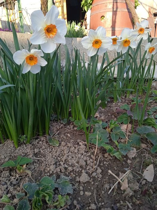 Кампанула гломерата, градински кактус,декоративни ягоди,ирис, луковици