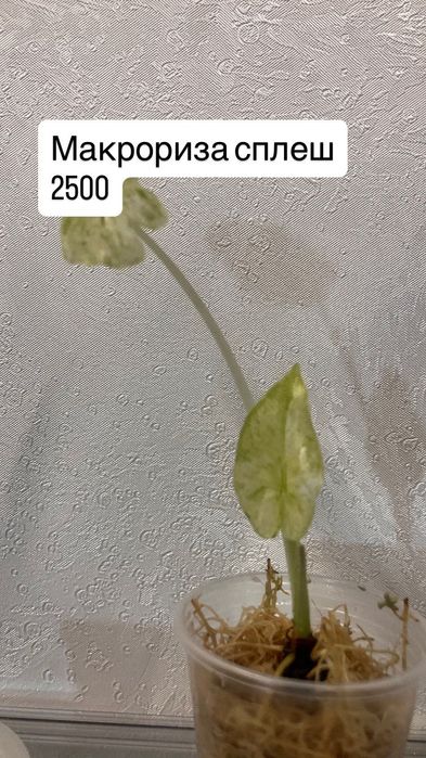 Детки алоказий разные.