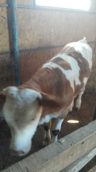 De vinzare vita baltata si un taur pentru monta
