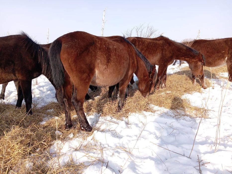 Продам кобылу 8 лет жеребая