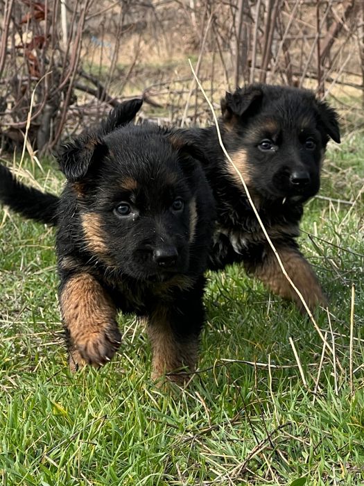 Немецкая овчарка