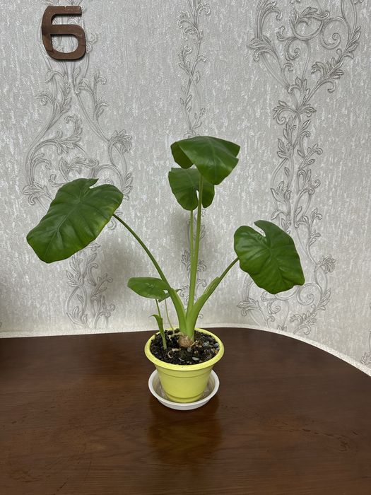 Продам алоказию в горшочке