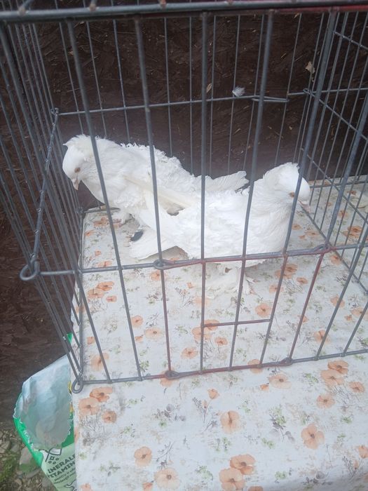 De vanzare păsări si porumbei ornament