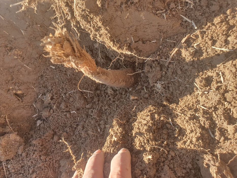 Judi porno aktrisadir.