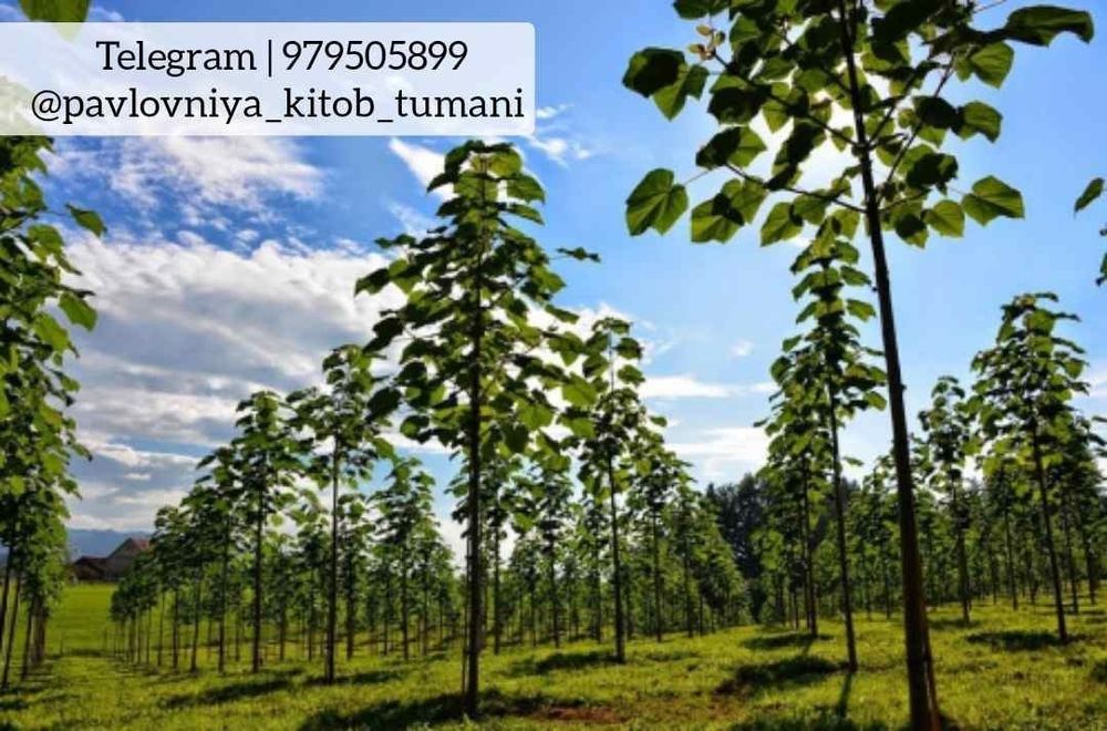 SOTILADI Pavlovniya koʻchatlari sotiladi