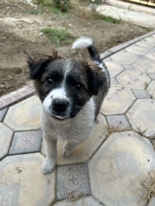 Отдам щенка в хорошие руки