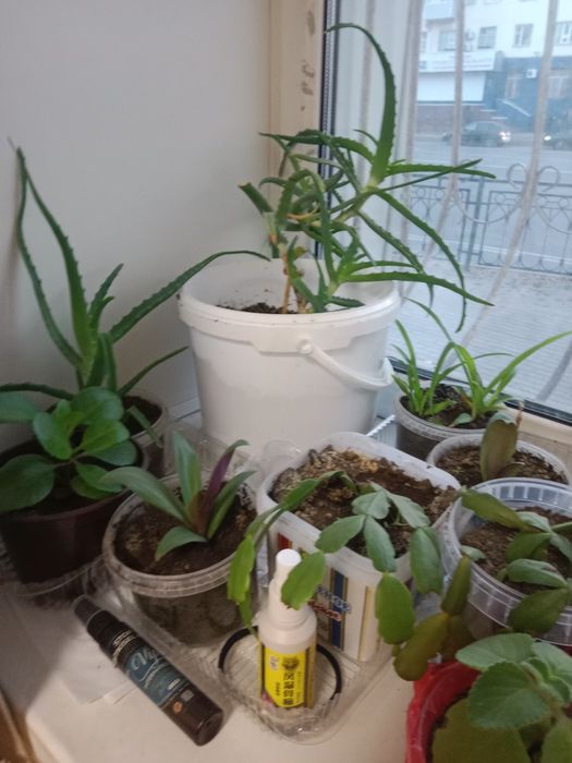 Цветы комнатные не дорого