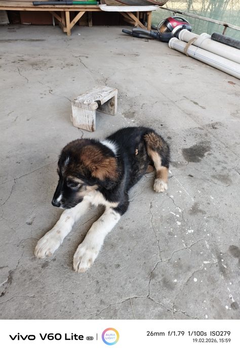 Продам щенок девочка