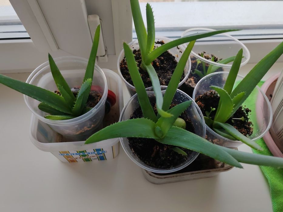 Алоэ вера цветок