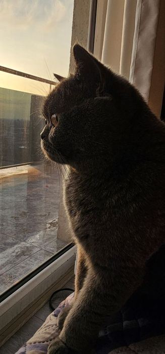 Британская кошка
