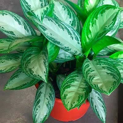 Аглаонема Сильвер Бей