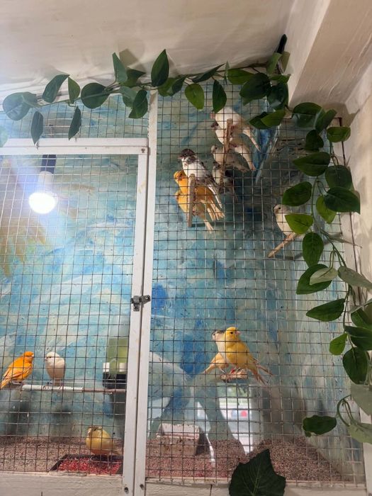 Vînd canari inelați tineri timbrado din ianuarie, februarie, martie și aprilie.
