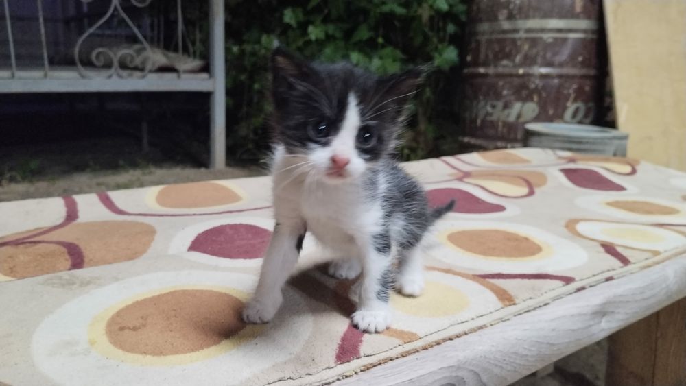 Котенок маленький