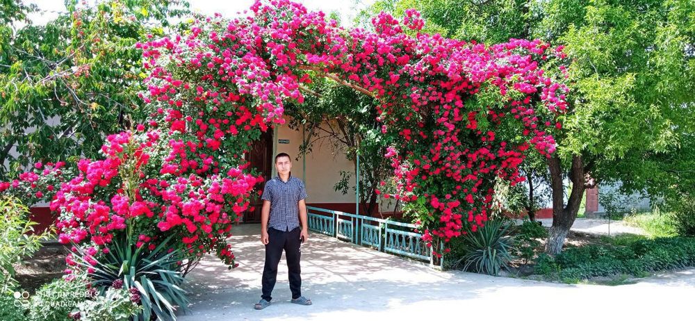 Плетистие розы сотилади