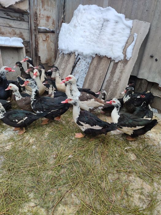 Индоутки. Индоутки