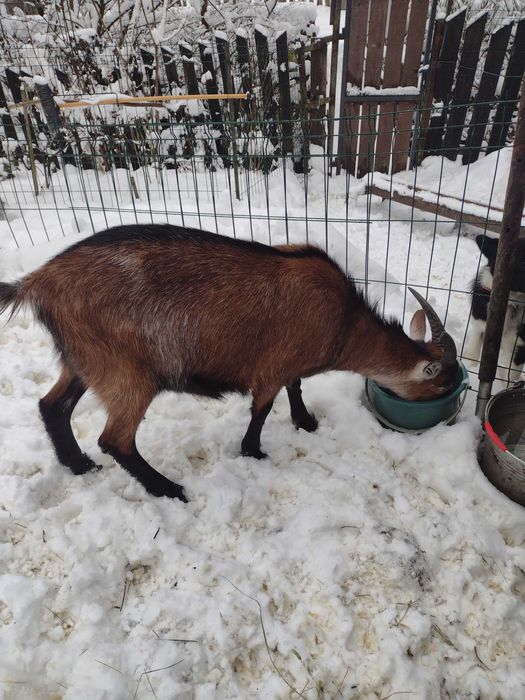 Iadă alpină franceză
