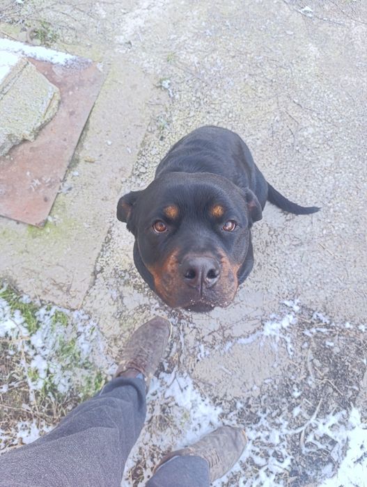 Ротвайлер - бебета