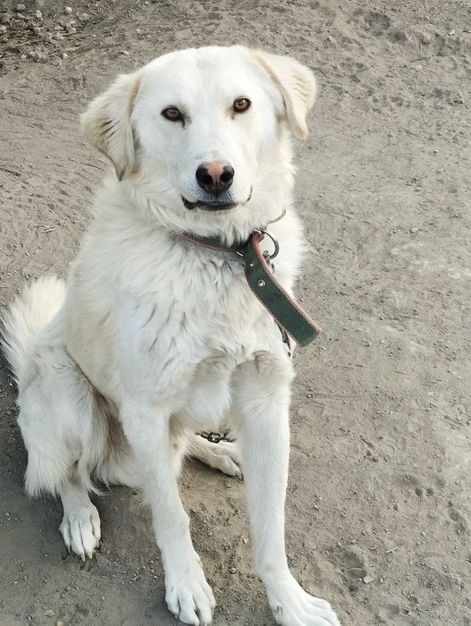 Пропала собака, нашедшему вознаграждение