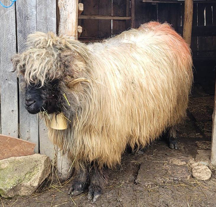 Vând berbec tânăr!