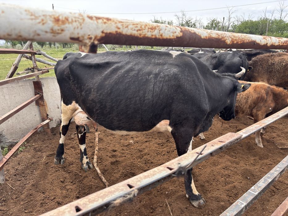 Корова с теленком