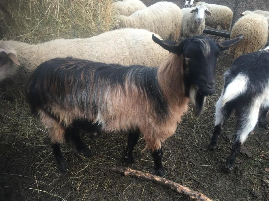 козел за продажба