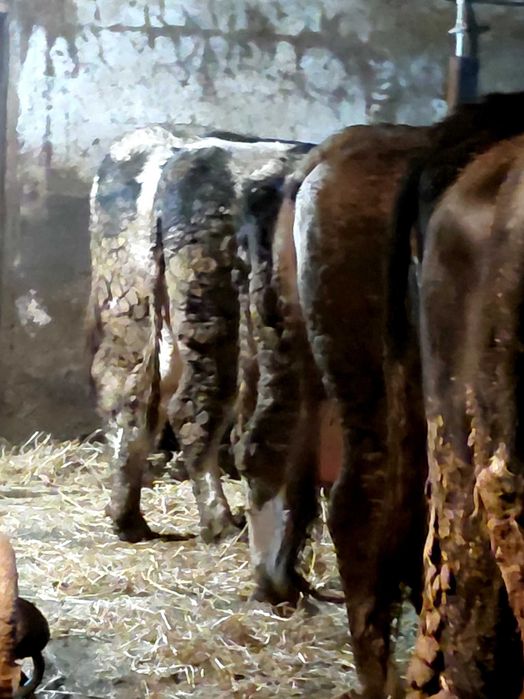 Vind vaci mai multe detalii în privat sau la telefon